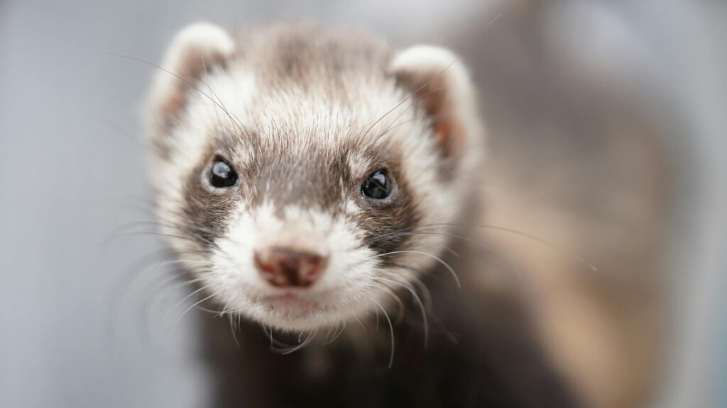 ferret